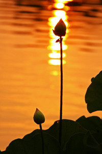 欧洲顶级赛事罗马帝人强势反弹战胜