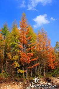 被帽名单还在增加！快船社媒晒祖巴茨24-25赛季的盖帽集锦，快船队祖巴茨是哪国人